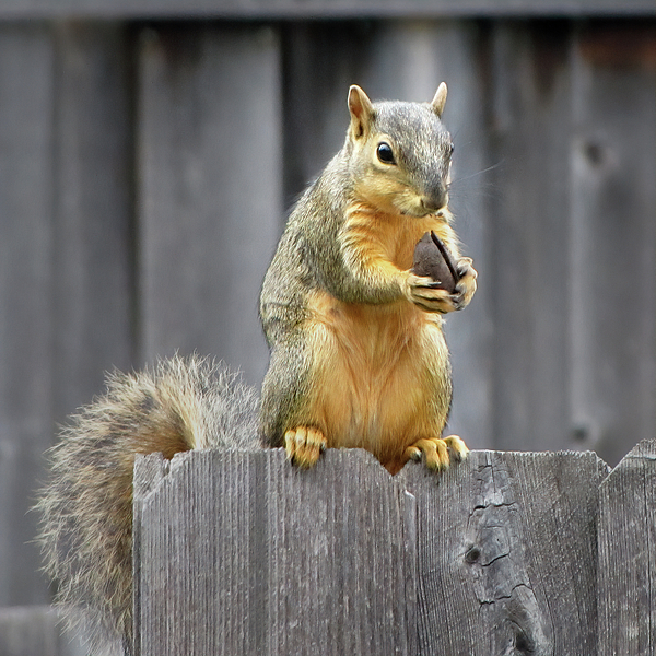 David and Carol Kelly - Squirrel Holding Nut