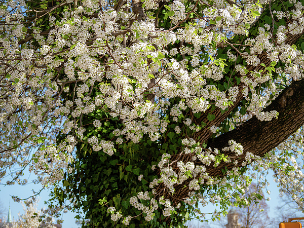 Rachel Morrison - St Lucie Cherry Blossoms on Richmond St