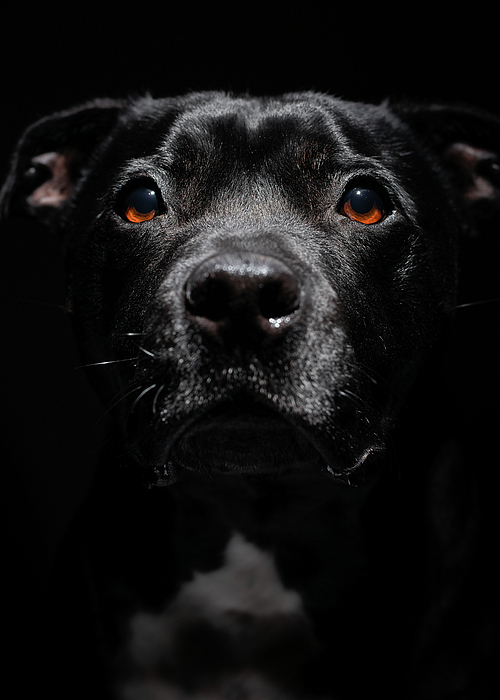 Staffy blanket online