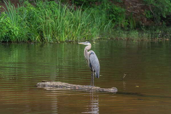 Steve Rich - Great Blue Heron - Standing at Attention