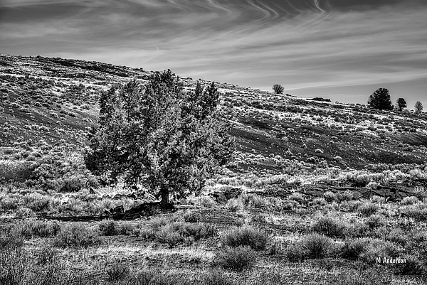 Michael R Anderson - Standing Strong in The Desert - BW