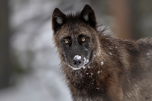 Wildlife Art