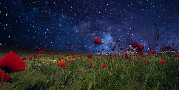 Tony James Williams - Starry starry night