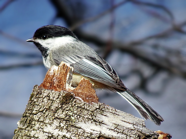 Chickadee (Thick Thread)