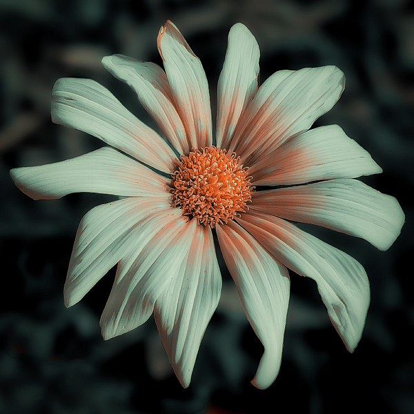 Flower Photographs