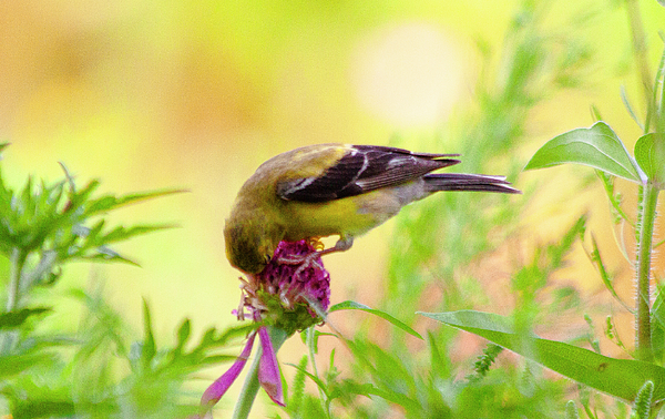 Wildlife Photographs