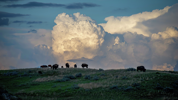 Buffalo Photographs