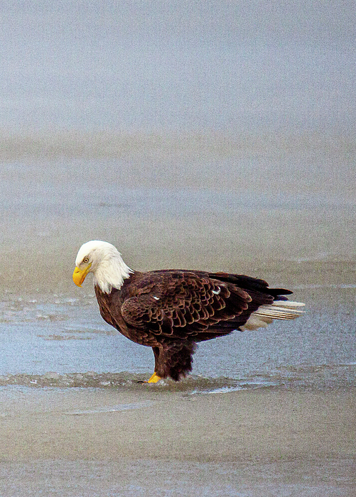 Bird Photographs