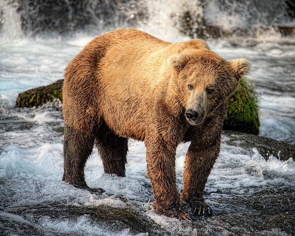 Mama Bear #2 Photograph by Sissy Schneiderman - Fine Art America