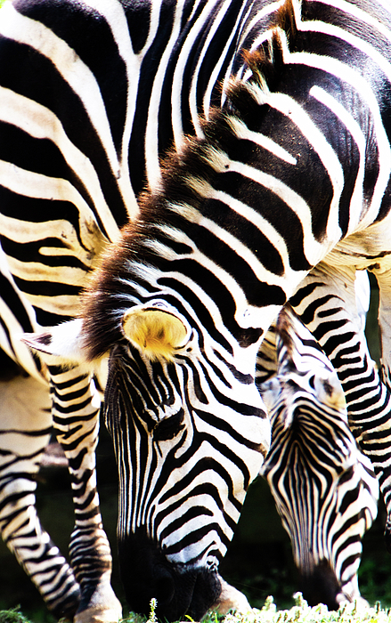 Wildlife Art