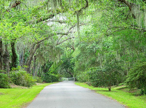 Wayne Moran - Stroll Down the Road Magnolia Plantation and Gardens Charleston South Carolina