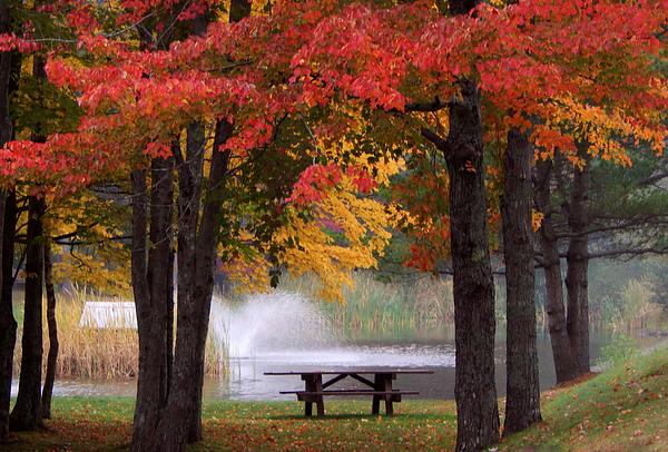Karen Cook - Stronach Park in Autumn