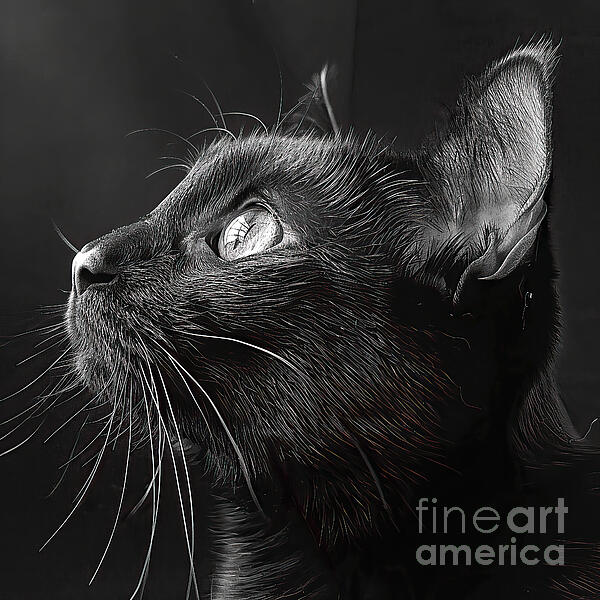 Elisabeth Lucas - Stunning Black Cat Profile BW