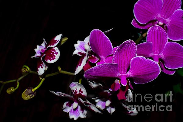Alluring neon purple orchid Photograph by Rachelle Celebrity