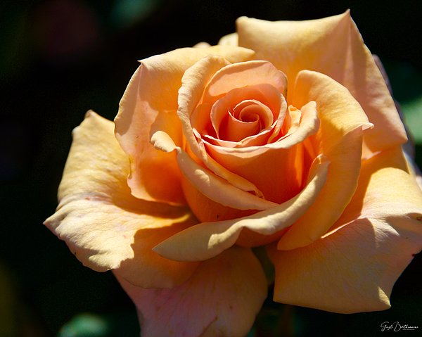 Gayle Berthiaume - Stunning Peach Rose