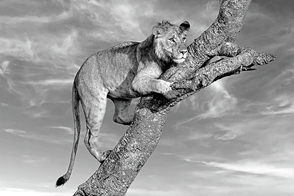 Eric Albright - Subadult Lion Portrait - Monochrome
