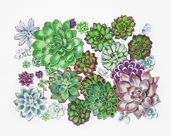 Irina Sztukowski - Succulent Plants On White Wall Contemporary Garden Design I 