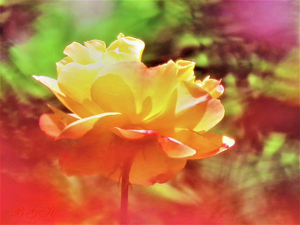 Brooks Garten Hauschild - Summer Breeze Rose - Images From the Garden - Roses