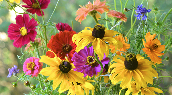 Dianne Sherrill - Summer Flowers