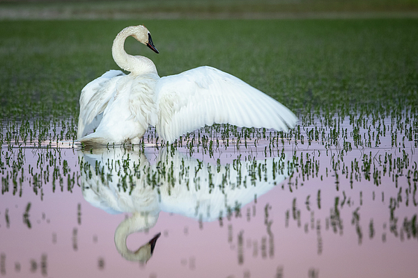 Reflection Art
