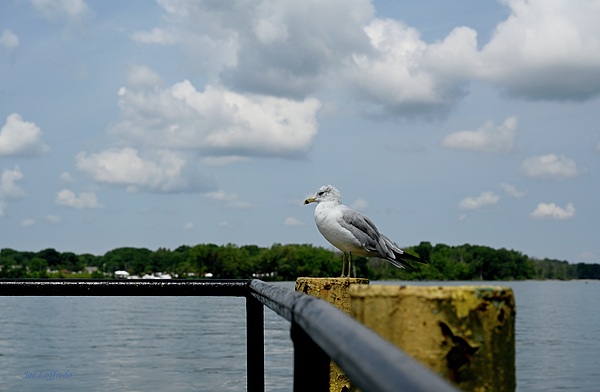 Bird Photographs