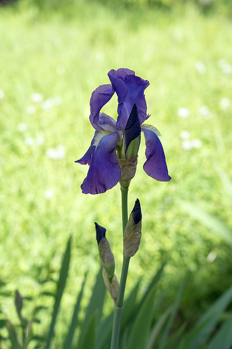 Georgia Mizuleva - Sun and Shade Garden with a Pretty Purple Iris