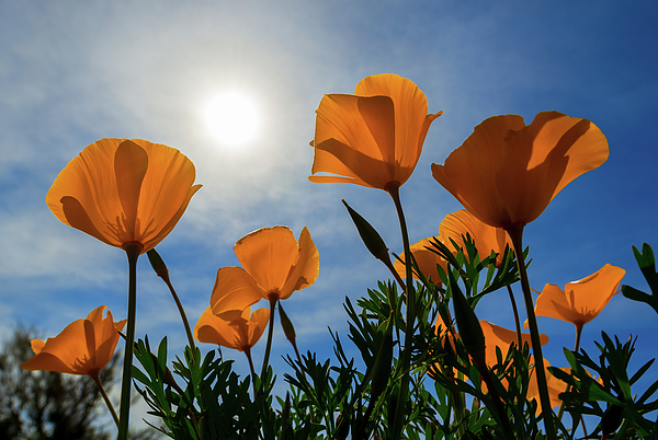 Mikes Nature - Sun Poppies