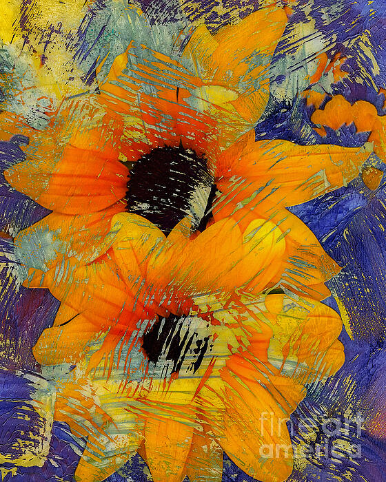 Sunflower Photographs