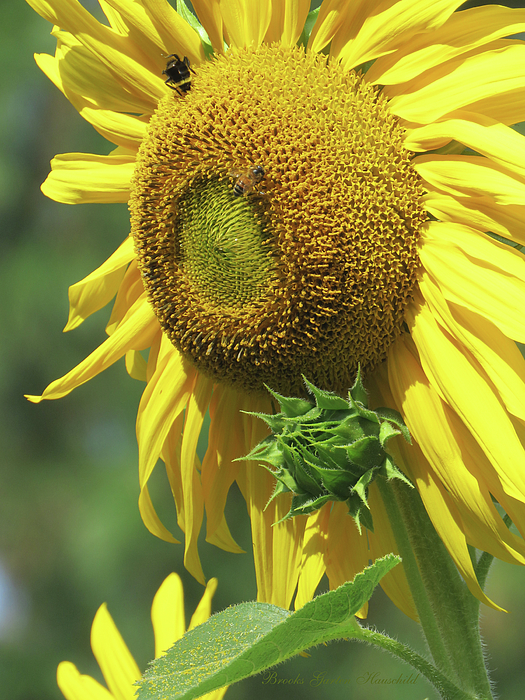 Brooks Garten Hauschild - Sunflower Bees and Bud - Floral Photography and Art - Sunflower Macro