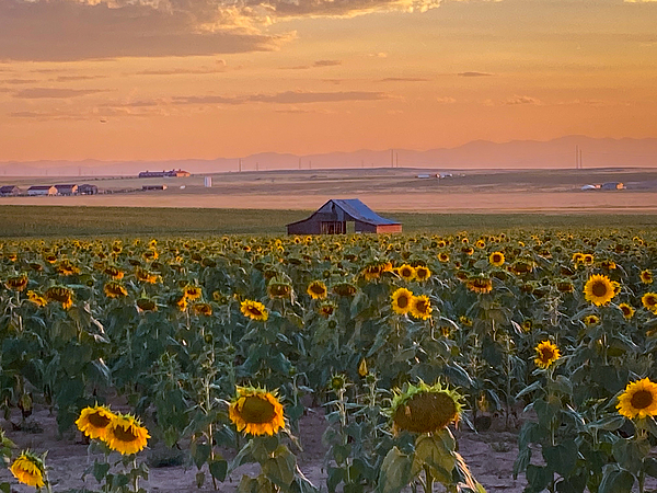 Saving Memories By Making Memories - Sunflower Barn