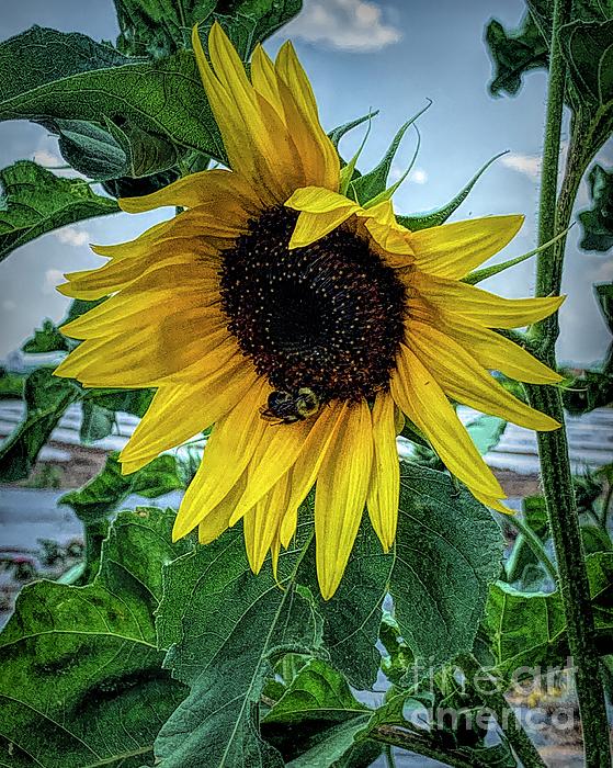 Luther Fine Art - Sunflower, Bee and Sunlight