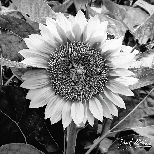 Sunflower Mixed+media