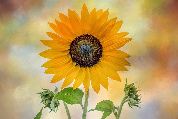 Lynn Hopwood - Sunflower Joy