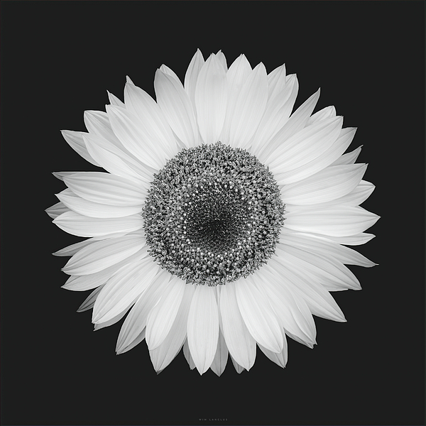 Wim Lanclus - Sunflower Noir
