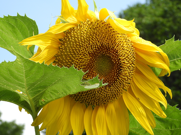 Sunflower Photographs