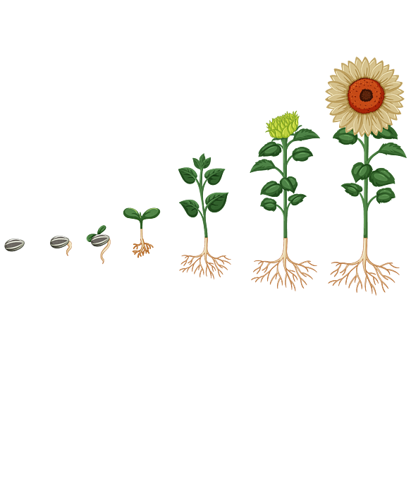 Evolution Of Seed Proyectosarquitectonicos ua es evolution-of-seed-proyectosarquitectonicos-ua-es