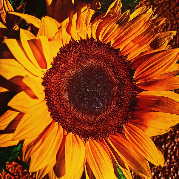 Maria Heidi Trujillo - Sunflower Sunshine