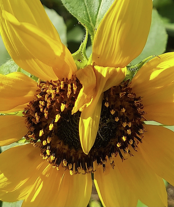 Lyubov Shovkun - Sunflower up close print