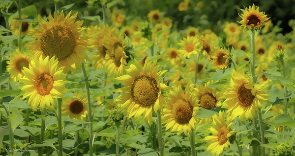 Kathi Isserman - Sunflowers in July