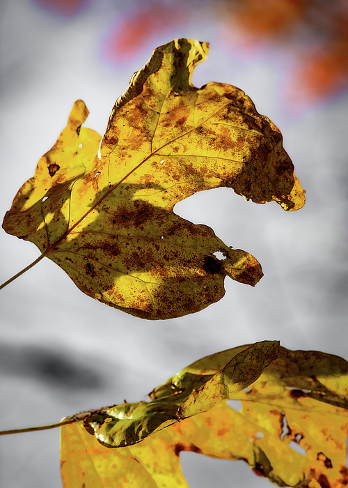 David Beard - Sunlight on an Autumn Leaf