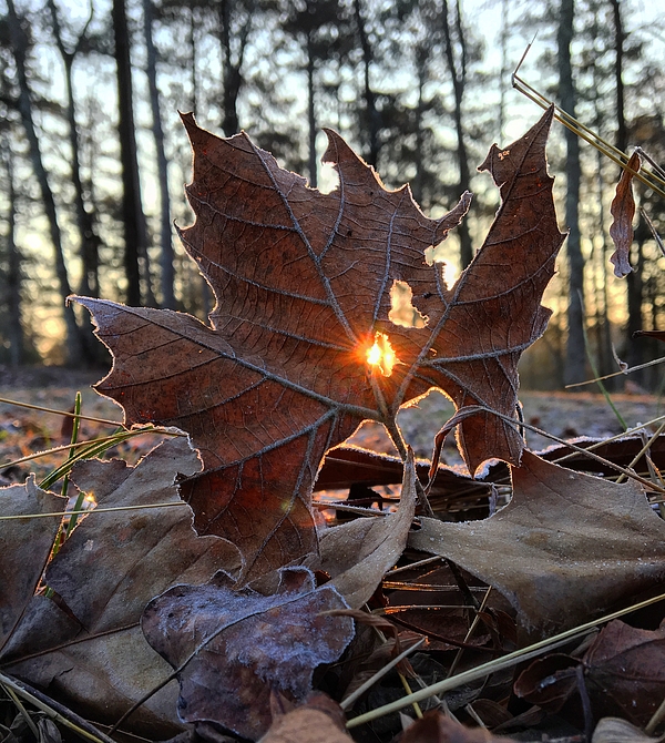 Sunlight Through a Leaf Yoga Mat by Greg Lane - Greg Lane - Artist Website