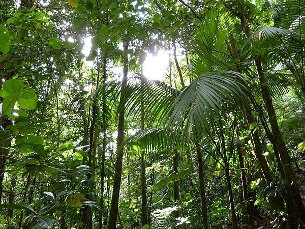 https://images.fineartamerica.com/images/artworkimages/medium/3/sunlight-through-rainforest-canopy-emily-pass.jpg