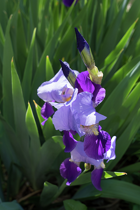 Georgia Mizuleva - Sunlit Bi-color Purple Irises in a Lush Green Garden