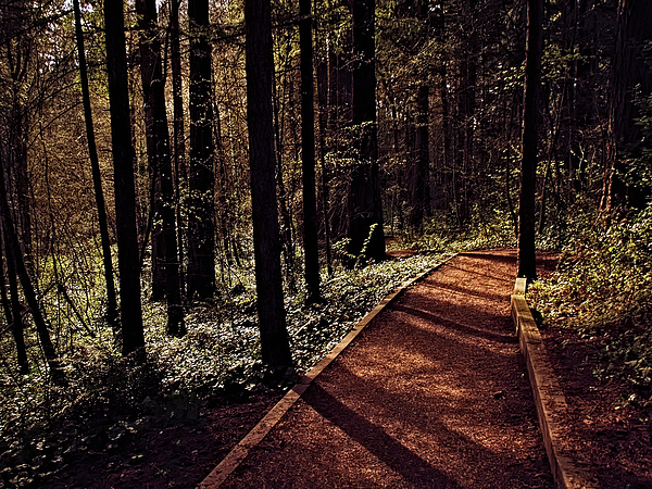 Rebecca Harmon - Sunlit Forest Path