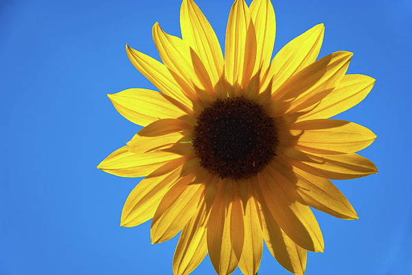 Flower Art