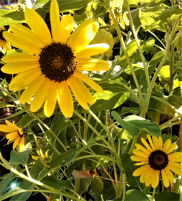 Marine B Rosemary - Sunny Flower