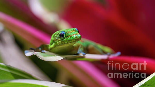 Phillip Espinasse - Sunny Portrait of a Hawaii Gold Dust Day Gecko