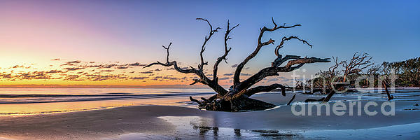 Bee Creek Photography - Tod and Cynthia - Sunrise at Driftwood Beach Pano at Jekyll Island