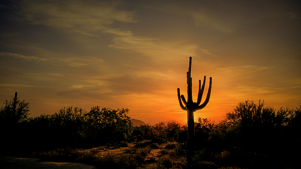 Harry Beugelink - Sunrise behind a Saguaro Cactus in the Arizona Desert Landscape