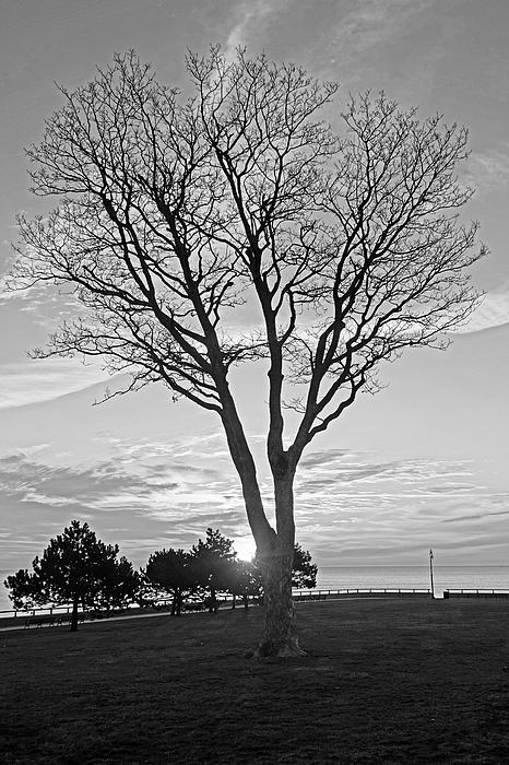 https://images.fineartamerica.com/images/artworkimages/medium/3/sunrise-over-red-rock-park-lynn-shore-drive-tree-black-and-white-toby-mcguire.jpg